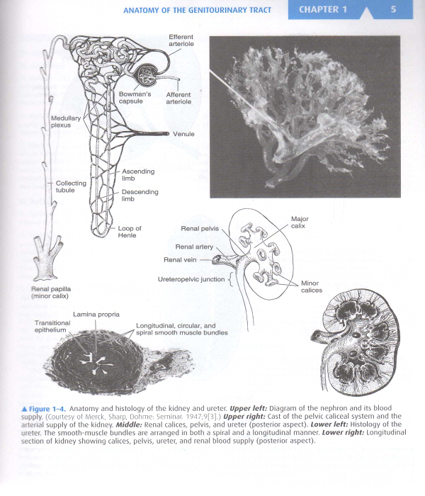 Smith and Tanagho's General Urology, 18/e