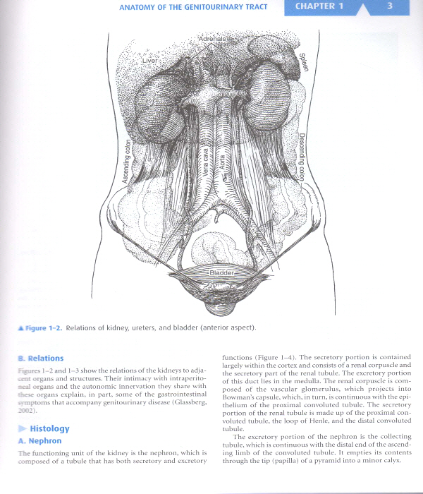 Smith and Tanagho's General Urology, 18/e