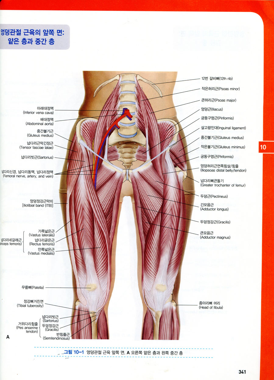 기능해부학 : 근육 뼈대 촉진법 