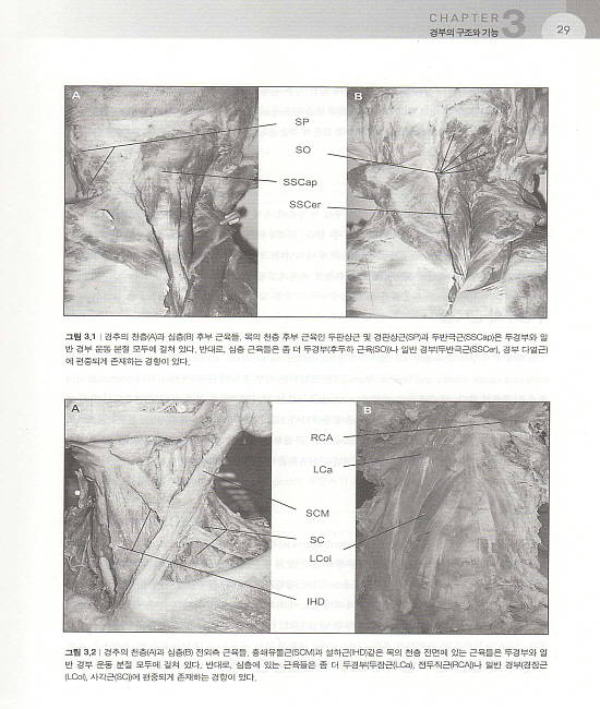 경추 통증의 진단과 치료