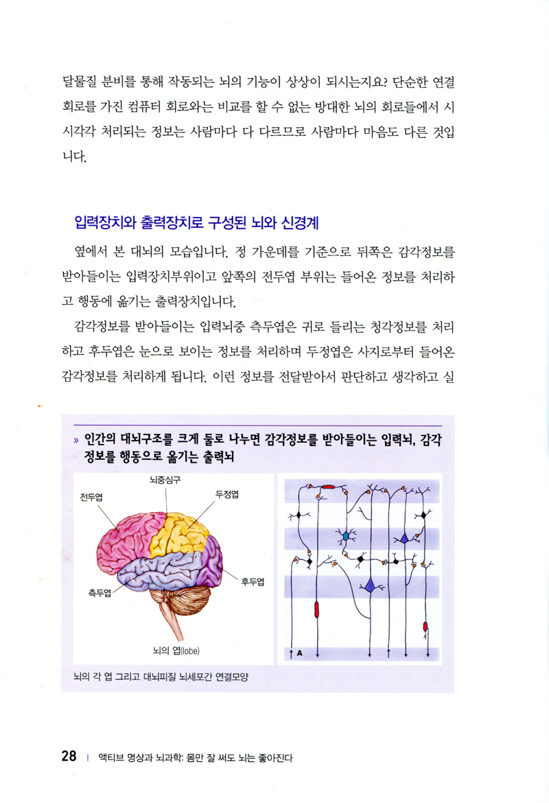 액티브 명상과 뇌과학: 몸만 잘 써도 뇌는 좋아진다