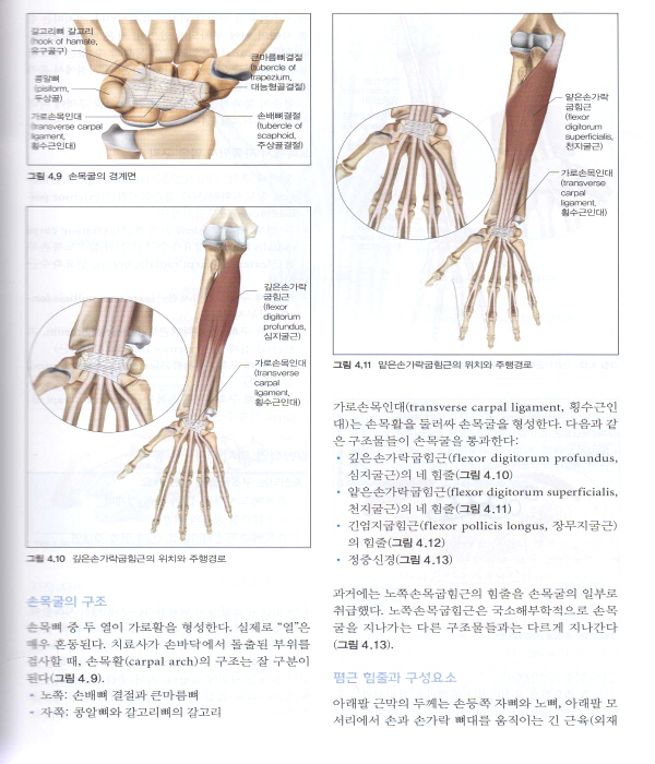 촉진 기법: 물리치료사를 위한 표면해부학