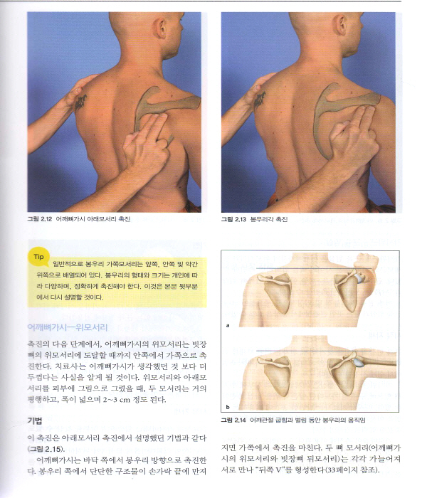 촉진 기법: 물리치료사를 위한 표면해부학