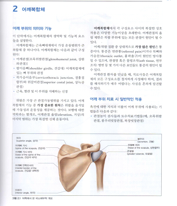 촉진 기법: 물리치료사를 위한 표면해부학