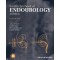 Smith's Textbook of Endourology, 3/e