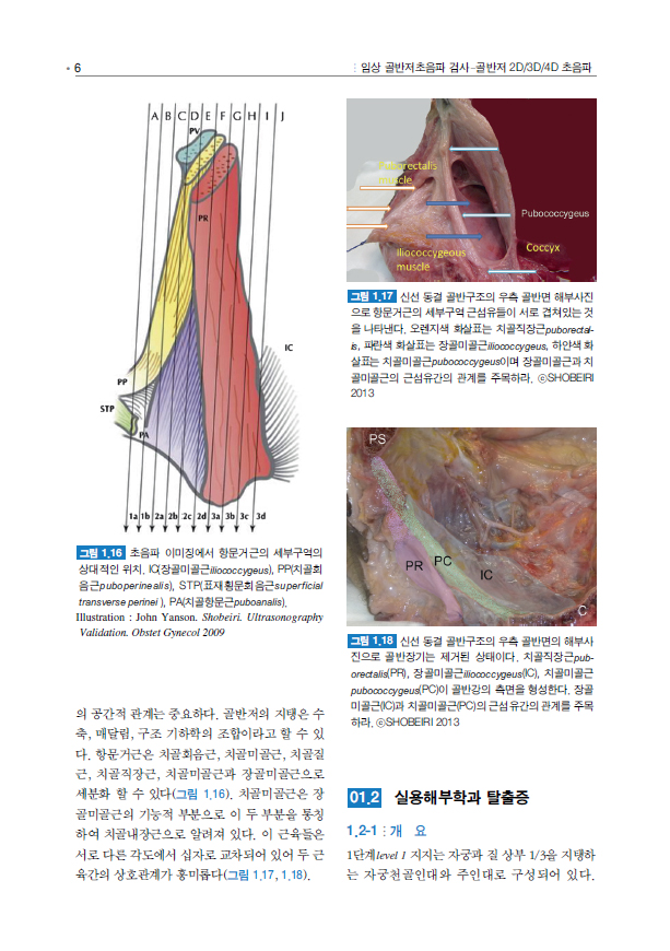 임상 골반저초음파 검사 (골반저 2D/3D/4D 초음파 - 기초부터 응용까지)  