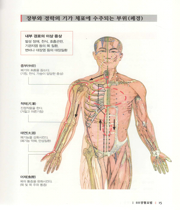 88경혈요법