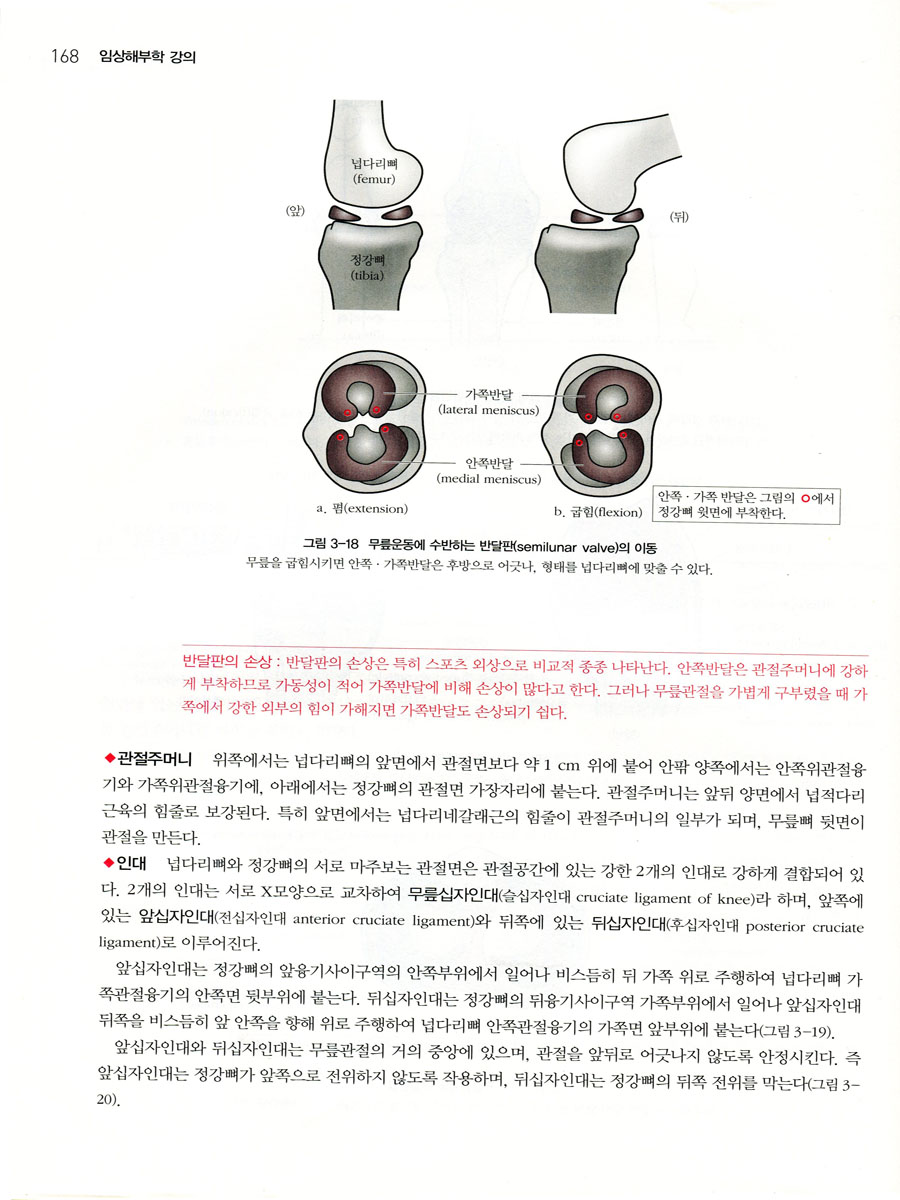 임상해부학 강의