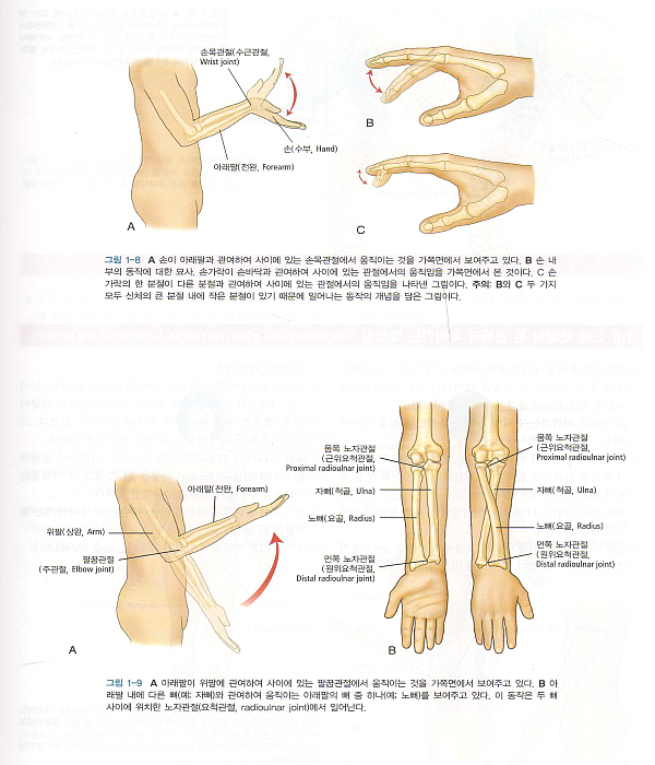 임상운동학: 뼈대계와 근육의 기능(Kinesiology,2/e)