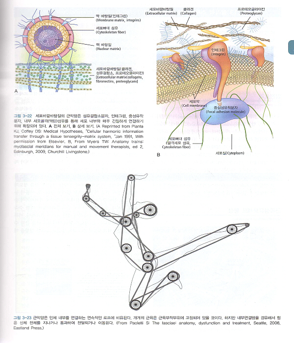 임상운동학: 뼈대계와 근육의 기능(Kinesiology,2/e)