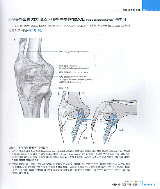 무릎 통증치료 (개원의를위한)