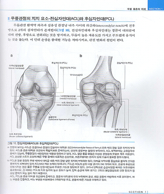 무릎 통증치료 (개원의를위한)