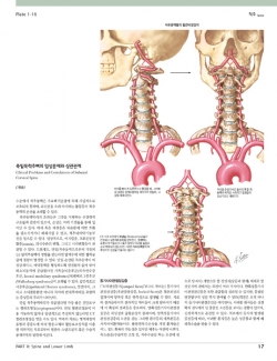 THE NETTER COLLECTION OF MEDICAL ILLUSTRATIONS: 근육뼈대계통 (3권 Set)